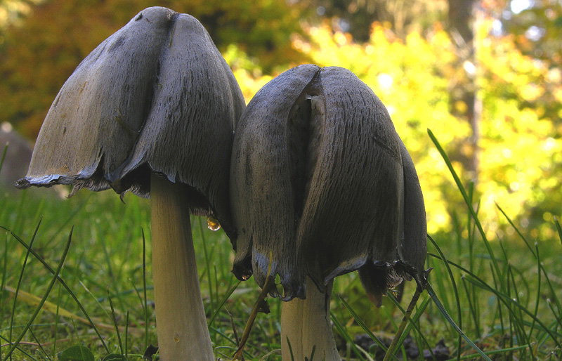 Funghi in primopiano...